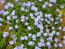 PICTURES/Deer Creek Trail/t_Blue Flowers.JPG